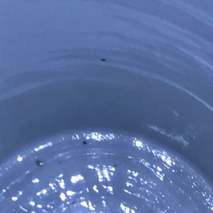 Een zeldzame Chinese blauwwitte en onderglazuur rode rouleau vaas, Kangxi — foto 24