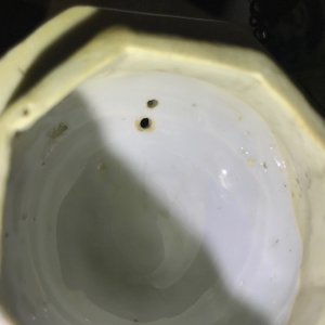 Een zeldzame Chinese blauwwitte koffiekan met "Europa en de stier", Kangxi — foto 14