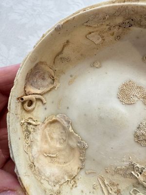 Four Chinese white-glazed boxes and covers with incised floral design from the Jepara shipwreck, Dehua or Anxi kiln, Song — photo 53