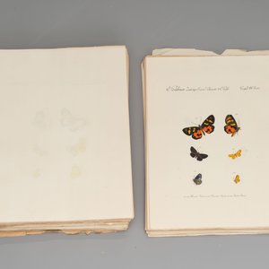 J. Hübner & C. Geyer: 'Lépidoptères Exotiques (1806-1837) - Nouvelle Édition', early 20th C. — 照片 10