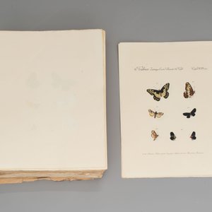 J. Hübner & C. Geyer: 'Lépidoptères Exotiques (1806-1837) - Nouvelle Édition', early 20th C. — 照片 11