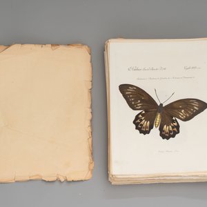 J. Hübner & C. Geyer: 'Lépidoptères Exotiques (1806-1837) - Nouvelle Édition', early 20th C. — 照片 3