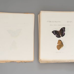 J. Hübner & C. Geyer: 'Lépidoptères Exotiques (1806-1837) - Nouvelle Édition', early 20th C. — 照片 4