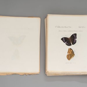 J. Hübner & C. Geyer: 'Lépidoptères Exotiques (1806-1837) - Nouvelle Édition', early 20th C. — 照片 5