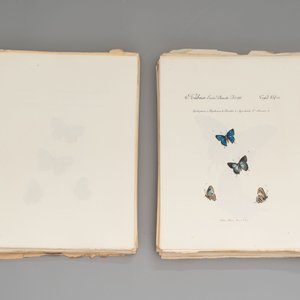 J. Hübner & C. Geyer: 'Lépidoptères Exotiques (1806-1837) - Nouvelle Édition', early 20th C. — 照片 7