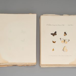 J. Hübner & C. Geyer: 'Lépidoptères Exotiques (1806-1837) - Nouvelle Édition', early 20th C. — 照片 8
