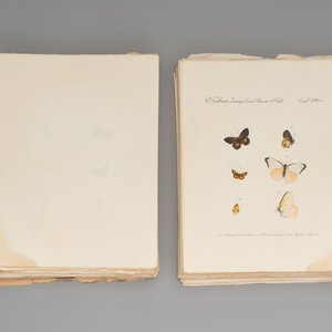 J. Hübner & C. Geyer: 'Lépidoptères Exotiques (1806-1837) - Nouvelle Édition', early 20th C. — 照片 9