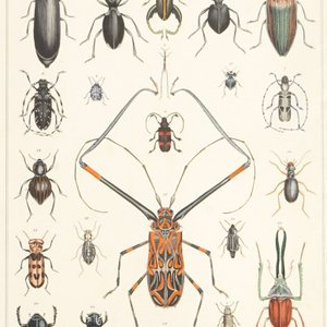 Léon Danchin (Frankrijk, 1887-1939), litho op papier, genum. 219/500, hierbij een litho met kevers — foto 4