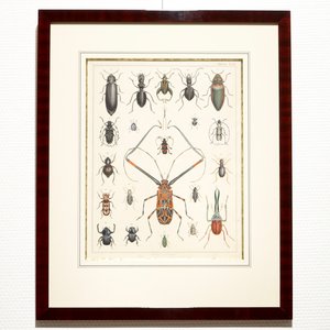 Léon Danchin (Frankrijk, 1887-1939), litho op papier, genum. 219/500, hierbij een litho met kevers — foto 5