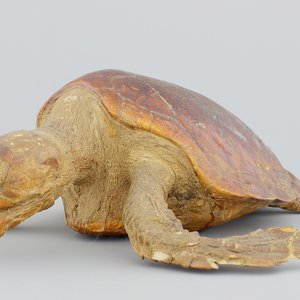 Opgezette zeeschildpad, 19e-20e eeuw — foto 1