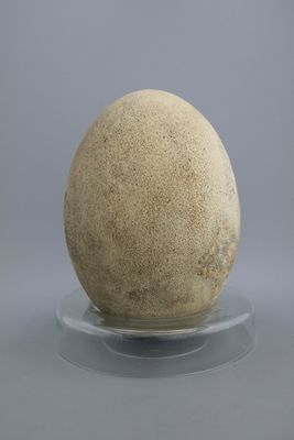 Rare oeuf intact d'un éléphant-oiseau, Aepyornis Maximus, Madagascar, pre-17e