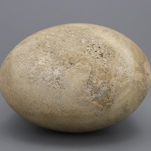 Rare oeuf intact d'un éléphant-oiseau, Aepyornis Maximus, Madagascar, pre-17e — photo 2