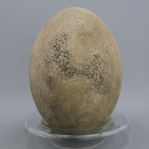 Rare oeuf intact d'un éléphant-oiseau, Aepyornis Maximus, Madagascar, pre-17e — photo 3