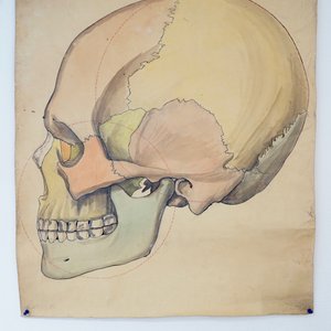 Three large anatomical drawings of skulls, 19/20th C. — photo 2