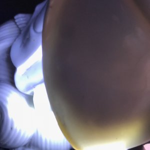 Trois groupes en porcelaine blanc de Chine, 19/20ème — photo 17