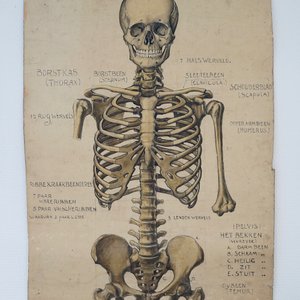 Twee anatomische tekeningen van het menselijk skelet, ca. 1939 — foto 1