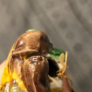 Twee Chinese verte biscuit waterdruppelaars in de vorm van een haan en een leeuw, Kangxi — foto 9
