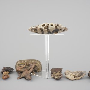 Two Chinese or Tibetan bronze figures, one of Tara seated on a tiger and a set of soapstone carvings, 18/19th C. — photo 5