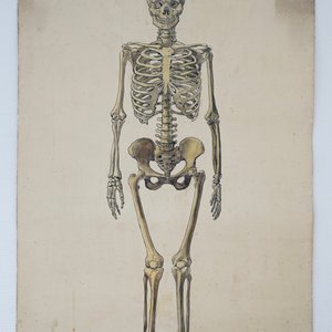 Two large anatomical drawings of human skeletons, ca. 1939 — photo 2