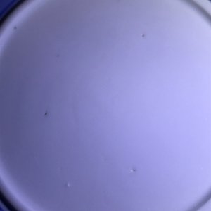 Un bol couvert sur présentoir en porcelaine de Chine bleu et blanc, marque de Chenghua, Kangxi — photo 13