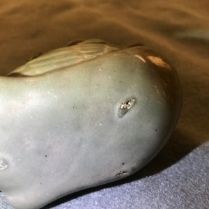 Un compte-gouttes en forme de canard en porcelaine céladon, Corée, 19/20ème — photo 13
