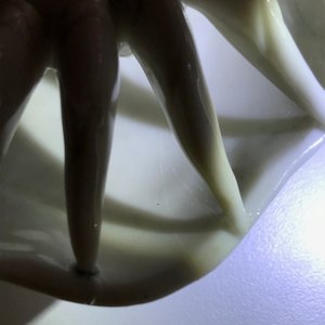 Un compte-gouttes en porcelaine blanc de Chine de Dehua en forme de crabe, Kangxi — photo 11