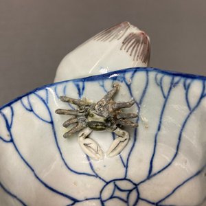Un compte-gouttes en porcelaine de Chine en bleu, blanc et rouge de cuivre, Kangxi — photo 11