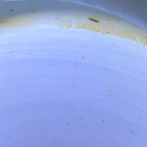 Un grand pot en porcelaine de Chine en bleu et blanc, Kangxi — photo 11