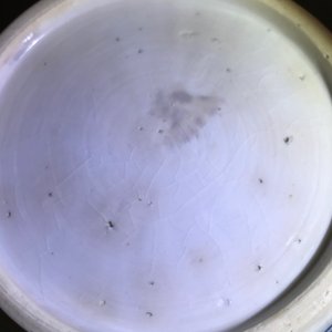 Un pot à gingembre en porcelaine de Chine bleu et blanc, Kangxi — photo 18