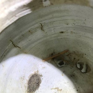 Un pot à vin et son couvercle en porcelaine de Chine bleu et blanc de type kraak, Wanli — photo 16