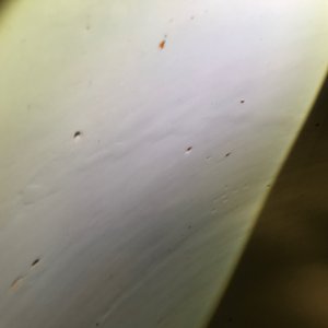 Un très grand aquarium en porcelaine de Chine bleu et blanc, 19ème — photo 7