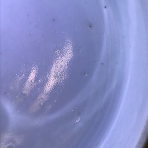 Une boîte cylindrique à trois compartiments en porcelaine de Chine bleu et blanc, 19ème — photo 16