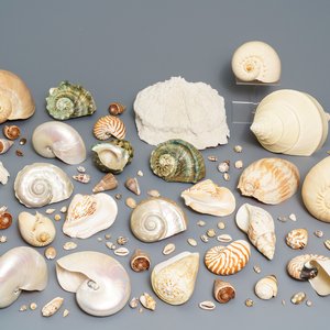 Une collection de grandes coquilles et un corail blanc — photo 1