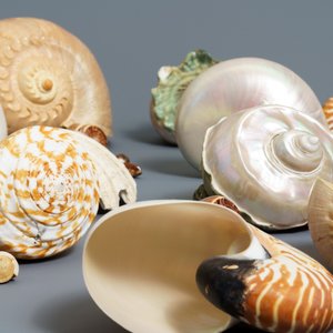 Une collection de grandes coquilles et un corail blanc — photo 2