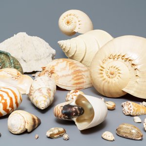 Une collection de grandes coquilles et un corail blanc — photo 4