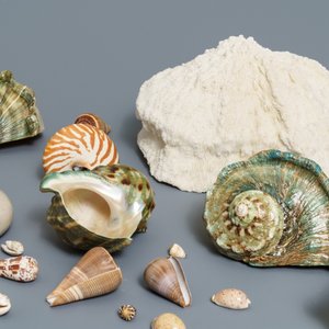 Une collection de grandes coquilles et un corail blanc — photo 7