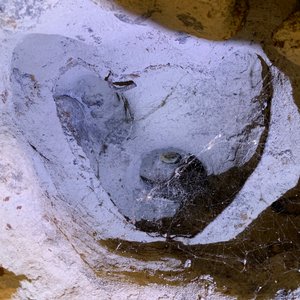 Une grande figure de Guanyin en fonte à inscription sur le dos, Chine, Ming/Qing — photo 47
