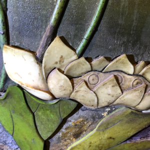 Une paire de grands panneaux en bois laqué incrusté d'ivoire avec des poèmes, Chine, Qianlong — photo 26
