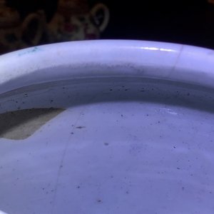 Une paire de pots en porcelaine de Chine famille rose à décor floral, Qianlong — photo 15