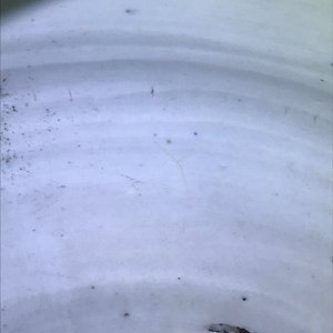 Une paire de pots en porcelaine de Chine wucai, époque Transition — photo 11