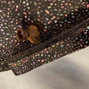 Une selle 'kura' décoré aogai-nashiji et une paire d'étriers 'abumi', Japon, Edo, 16ème — photo 62
