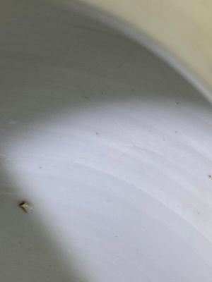 Vase en porcelaine de Chine famille verte au couvercle et socle en bois ajouré, Kangxi — photo 23