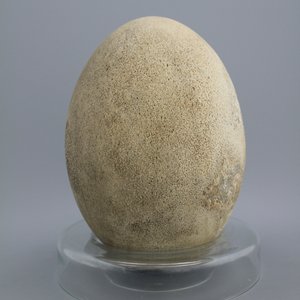 Zeldzaam intact ei van een olifantsvogel, Aepyornis Maximus, Madagascar, pre-17e eeuw — foto 1