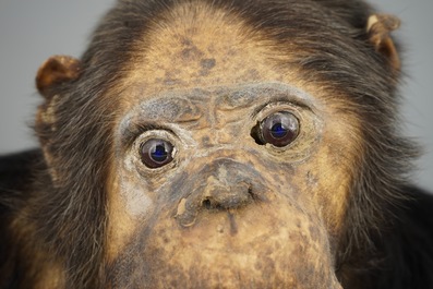 Een buste van een chimpansee, taxidermie, 2e kwart 20e eeuw