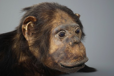 Een buste van een chimpansee, taxidermie, 2e kwart 20e eeuw