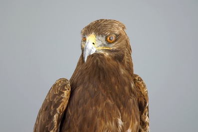 A golden eagle, presented standing on a rock, modern taxidermy