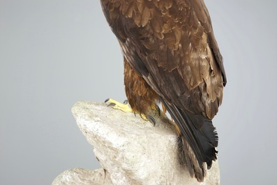 A golden eagle, presented standing on a rock, modern taxidermy