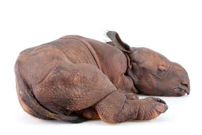 Dirk Claesen: a replica of a young rhinoceros, late 20th C.