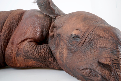Dirk Claesen: replica van een jonge neushoorn, einde 20e eeuw