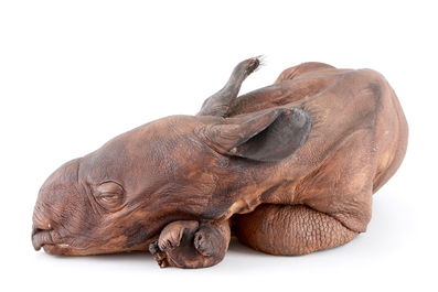 Dirk Claesen: a replica of a young rhinoceros, late 20th C.